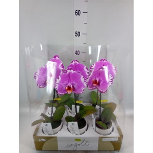 Phalaenopsis   ...