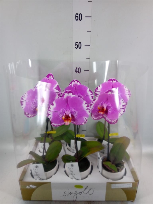 <h4>Phalaenopsis   ...</h4>