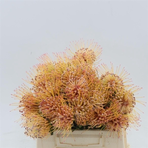 Leucospermum 'Spider'