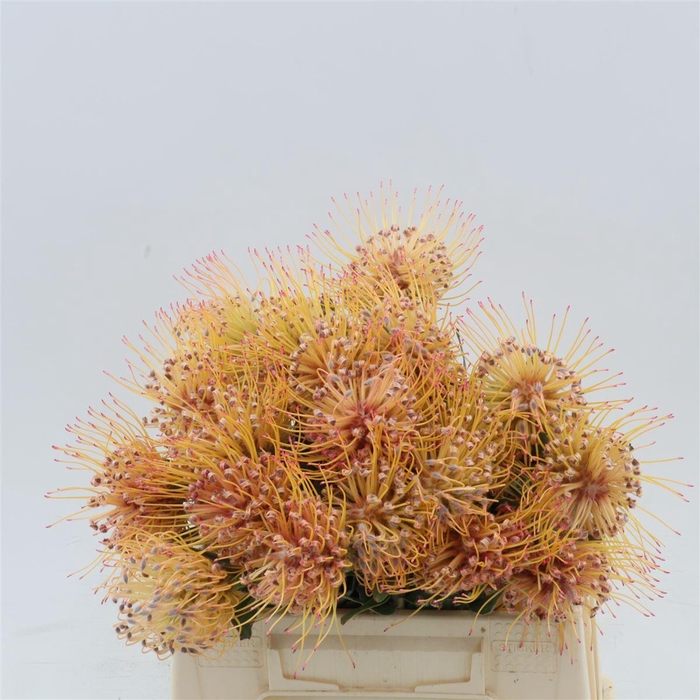 <h4>Leucospermum 'Spider'</h4>