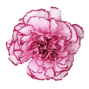 Di St Royal Damascus Bicolor Purple 75cm CO