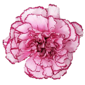 <h4>Di St Royal Damascus Bicolor Purple 75cm CO</h4>