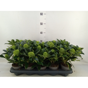 Skimmia jap. 'White Globe'