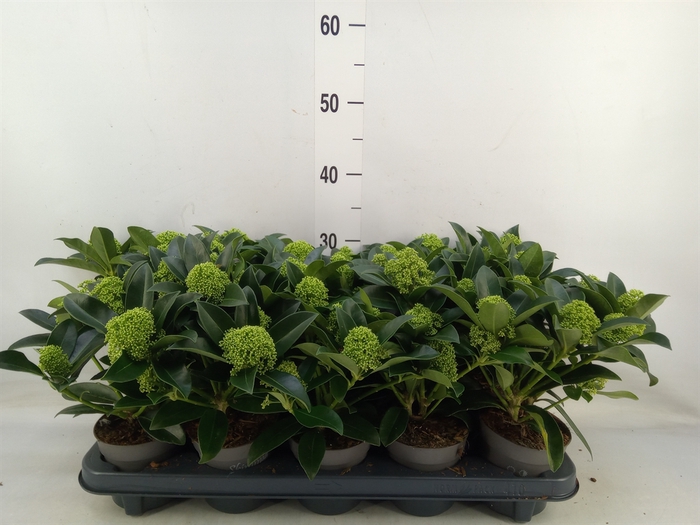 <h4>Skimmia jap. 'White Globe'</h4>