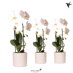 Kolibri Orchids Phalaenopsis Cascade Niagara Fall white 1 spike in Diamond Pearl pot travertine