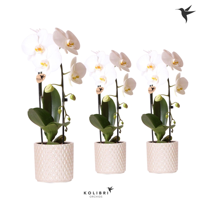 <h4>Kolibri Orchids Phalaenopsis Cascade Niagara Fall white 1 spike in Diamond Pearl pot travertine</h4>