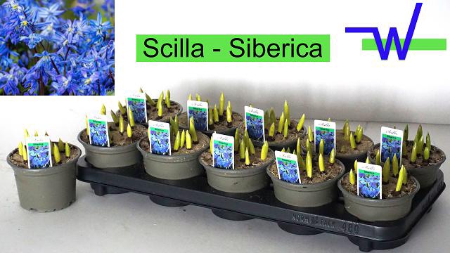 <h4>SCILLA SIBERICA</h4>