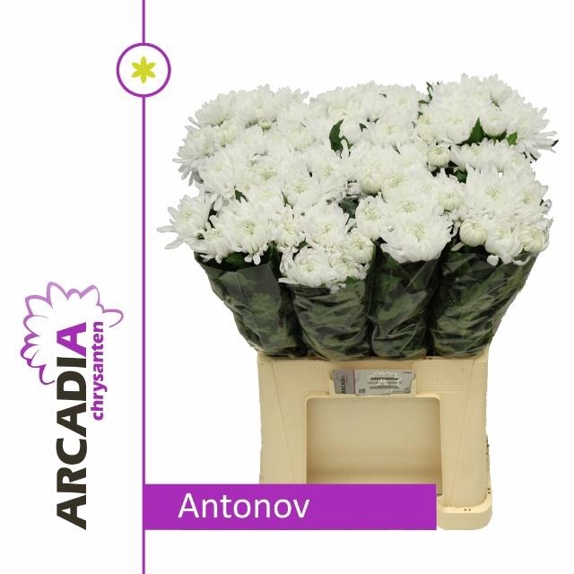 <h4>CHR G ANTONOV</h4>