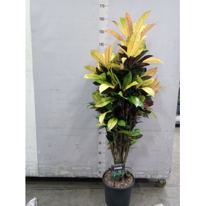 Codiaeum var. KL 'Mrs Iceton'