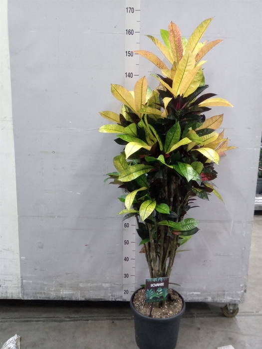 <h4>Codiaeum var. KL 'Mrs Iceton'</h4>