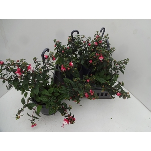 FUCHSIA OV