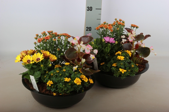 <h4>ARR TUINPLANTEN</h4>