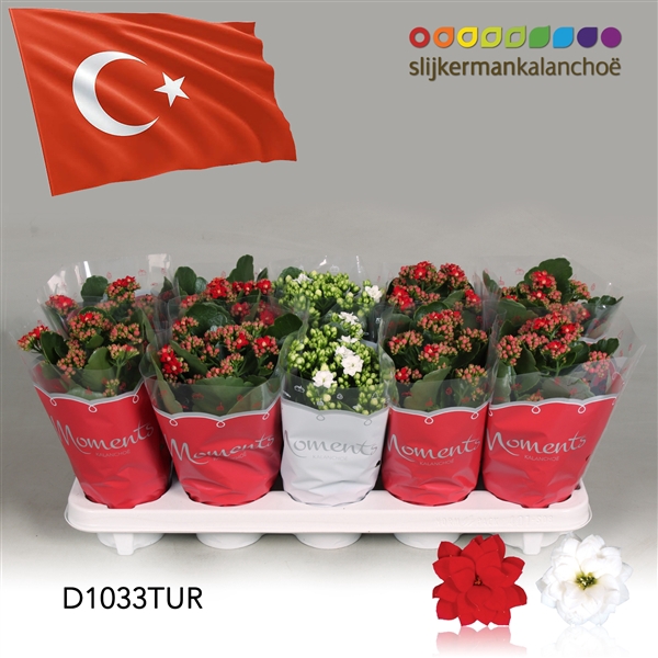 <h4>Kalanchoe Moments - Turkey flag</h4>
