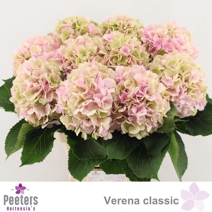<h4>HYDR M CH VERENA CL</h4>