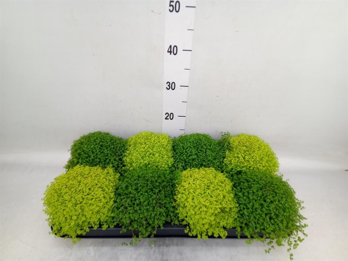 <h4>Soleirolia soleirolii   ...mix 2</h4>