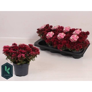 SEDUM SPU SPOT D ROS
