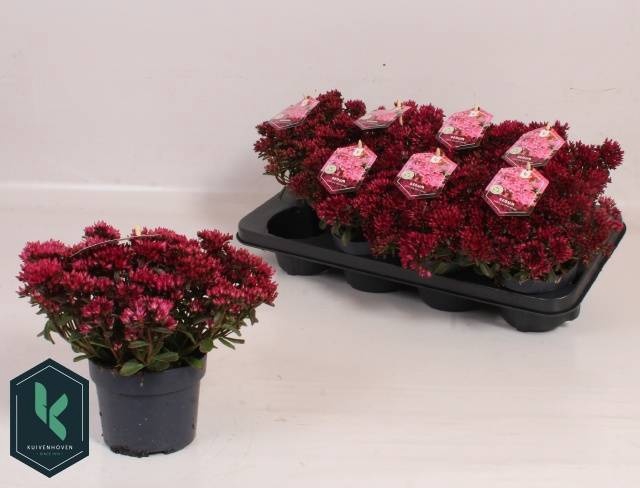 <h4>SEDUM SPU SPOT D ROS</h4>