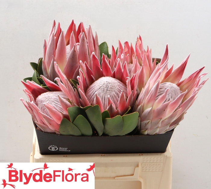 <h4>PROTEA CYNAROIDES</h4>