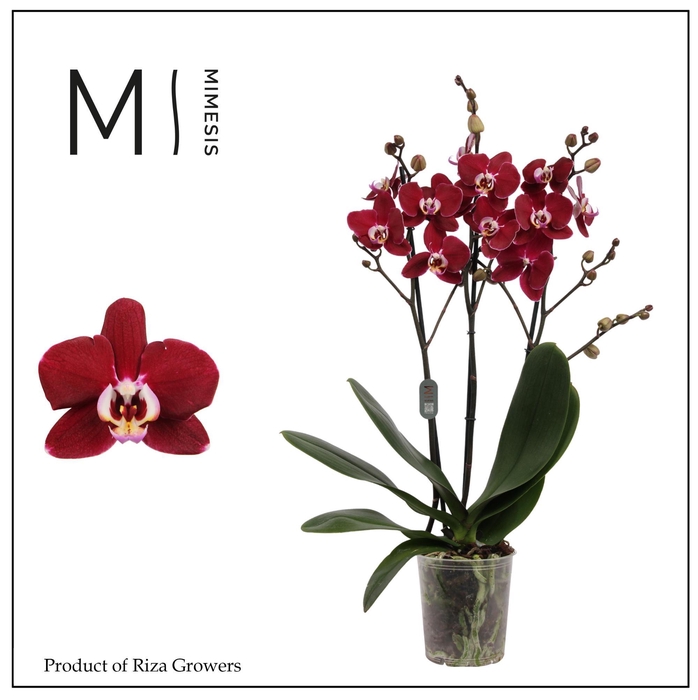 <h4>Phalaenopsis Magdalena 3 spike - 12cm | Mimesis</h4>
