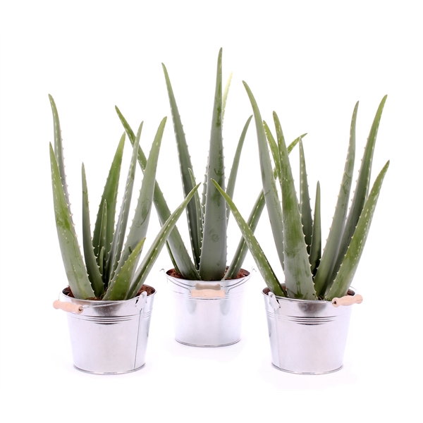 <h4>Aloe vera 15 cm in zinken emmer met handvat</h4>