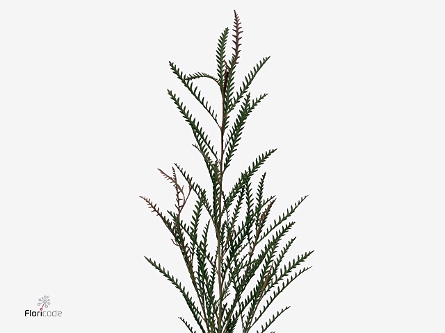 Grevillea Ivanhoe