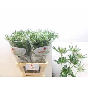 ERYN MAG WHIT LAGOON