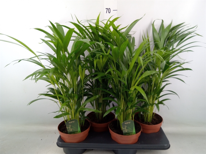 <h4>Dypsis lutescens   ...Chrysalidoca</h4>