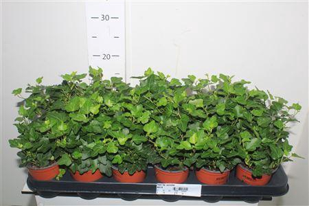 <h4>Hed He Wonder</h4>