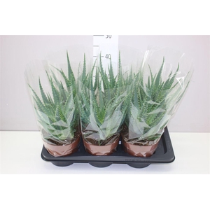 Aloe Arborescens A2