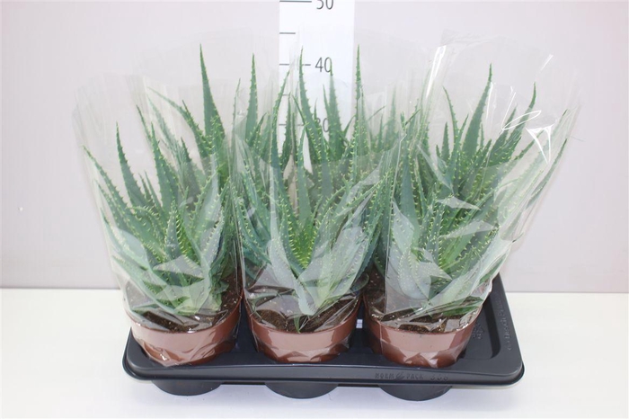 <h4>Aloe Arborescens A2</h4>