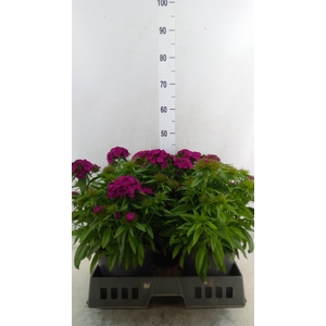 Dianthus   ...