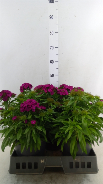 <h4>Dianthus   ...</h4>