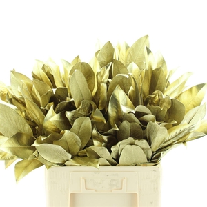 Magnolia Leafs Klb Goud