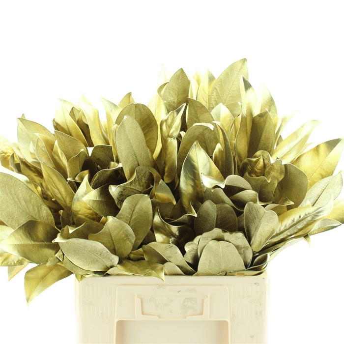 <h4>Magnolia Leafs Klb Goud</h4>