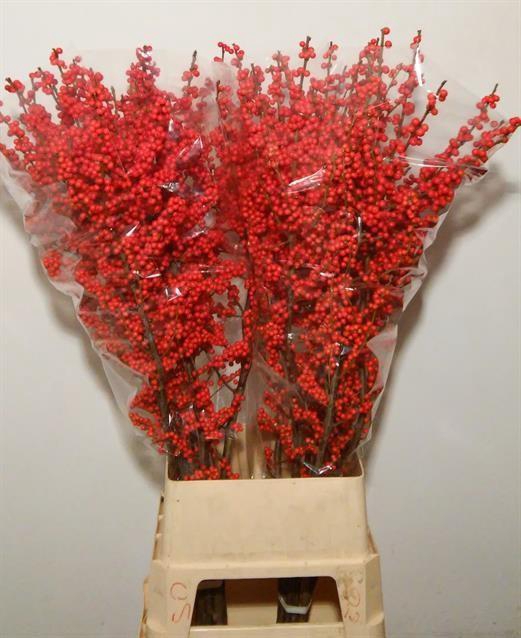 <h4>ILEX VE RODE BES</h4>