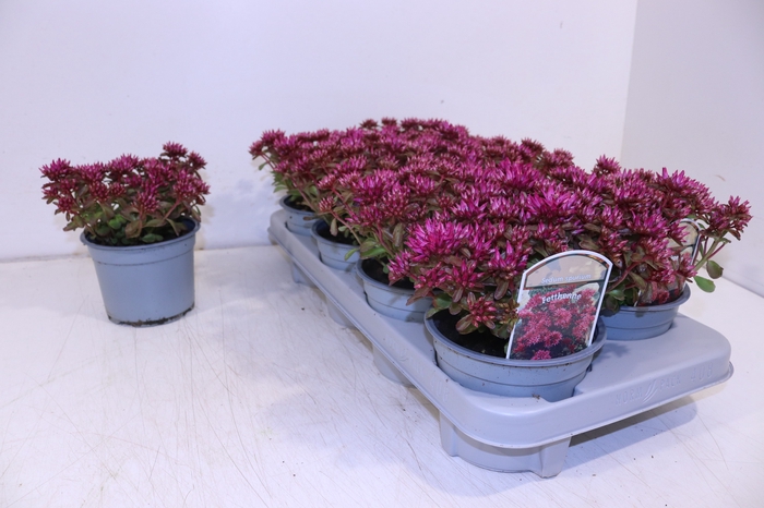 <h4>SEDUM SPU SPOT D ROS</h4>