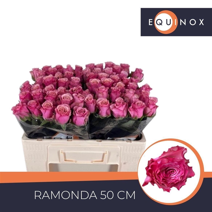 <h4>Rosa a grande fleur Ramonda</h4>