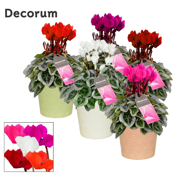 <h4>Cyclamen SS Picasso Mix in Juliette Ceramics Decorum</h4>