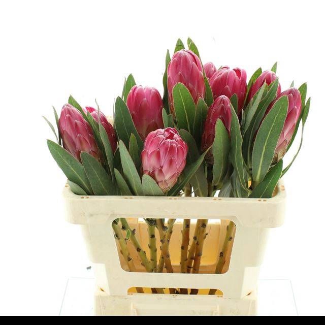 <h4>PROTEA BRENDA</h4>