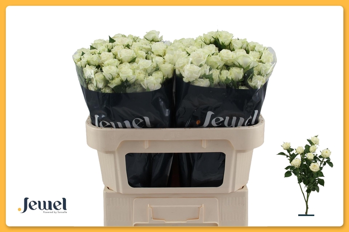 <h4>R TR MILKY WAY</h4>