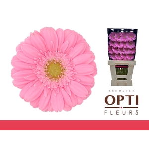 Germini Kirstey Diamond