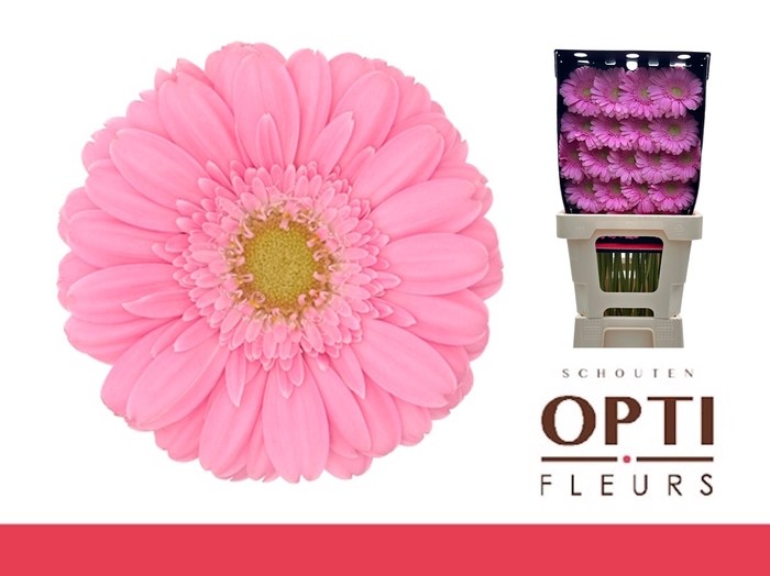 <h4>Germini Kirstey Diamond</h4>