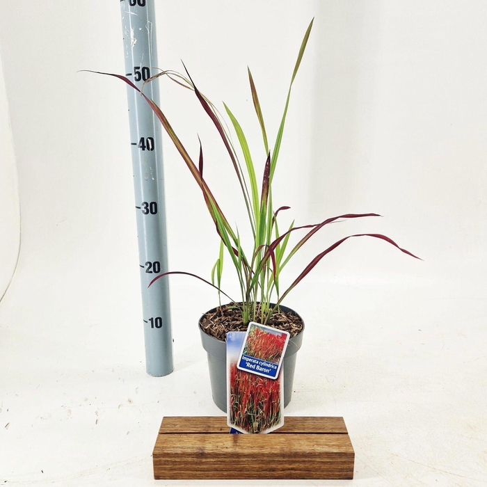 <h4>Imperata cylindrica Red</h4>