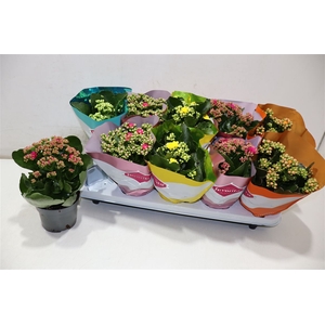 Kalanchoe Double Deluxe Mix