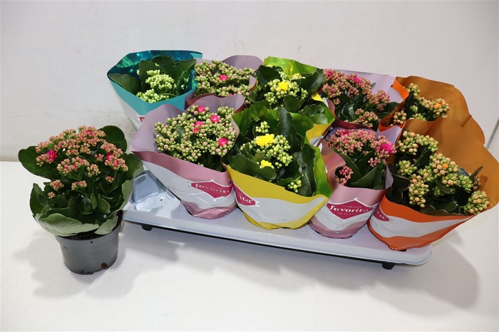 <h4>Kalanchoe Double Deluxe Mix</h4>