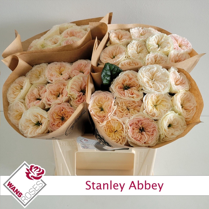 <h4>RS GR STANLEY ABBEY</h4>