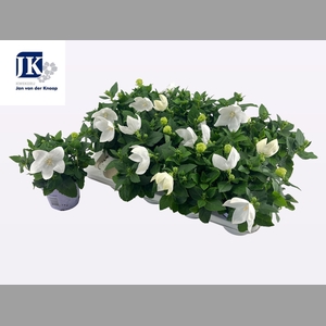 PLATYCO GR ASTRA WHI