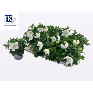 PLATYCO GR ASTRA WHI