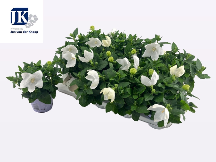 <h4>PLATYCO GR ASTRA WHI</h4>