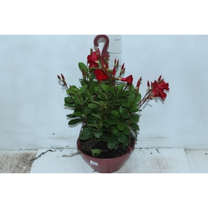 DIPLADENIA PICOLI C21 VARIADO